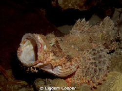 Smallscale scorpionfish by Cigdem Cooper 